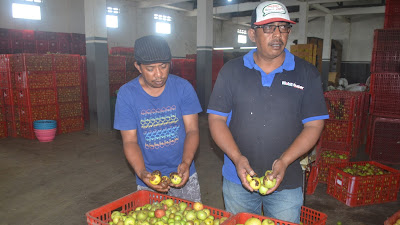  Pemkot Lamban Tangani Hama Mata Ayam,  Apel Batu Makin Tergusur