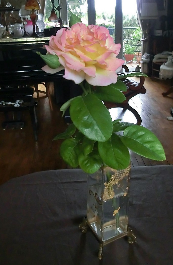 Antique Cafe 姉妹社 バカラの花瓶に庭のバラを挿す