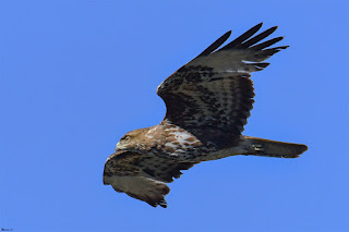 busardo-ratonero-buteo-buteo-volando-