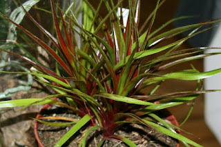 neophytum burgundy hill