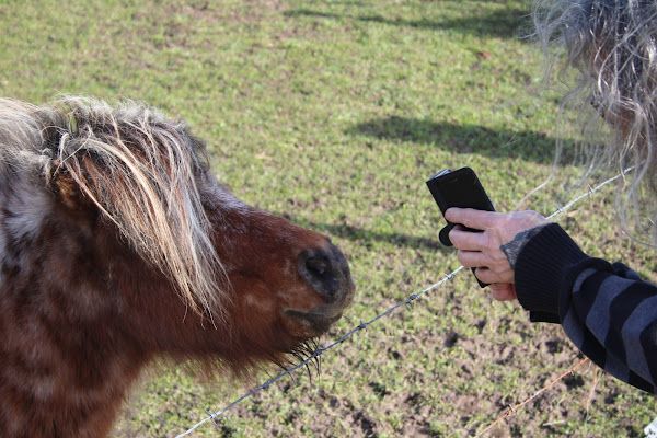 Nieuwsgierige pony