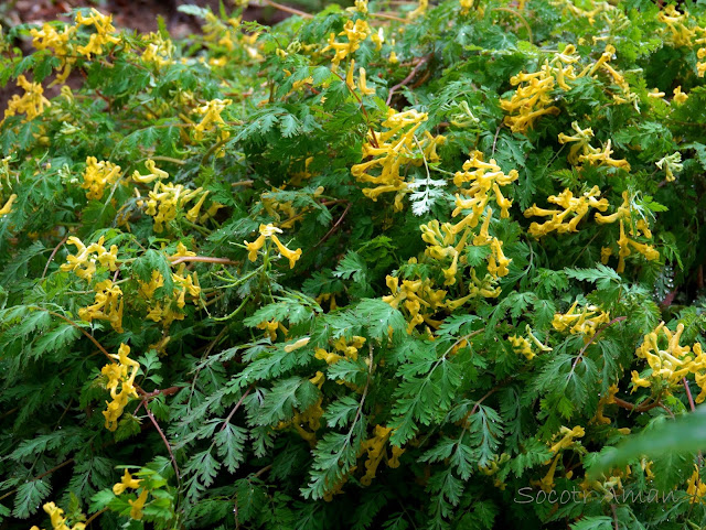 Corydalis heterocarpa