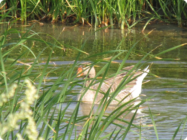 IMG_8551 Domestic Greylag Goose Bird