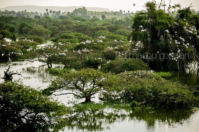 Vedanthangal Bird Sanctuary