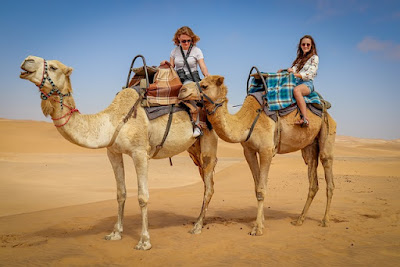 Camel facts and information