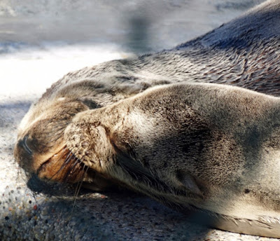 Marine Mammal Care Center (MMCC) by Stacey Kuhns