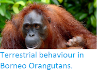 https://sciencythoughts.blogspot.com/2015/03/terrestrial-behaviour-in-borneo.html