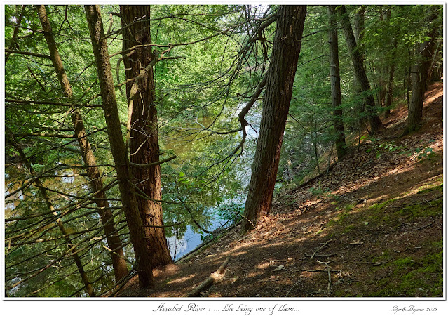 Assabet River: ... like being one of them...