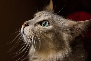 profil de pisica gri cu mustati lungi si expresie mirata