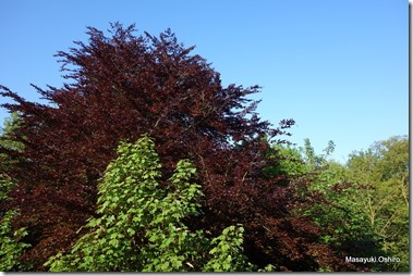 10-DSC05384
