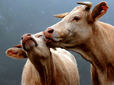 cows kiss love picture animals