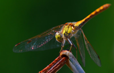 Libelle, Odonata, Libellen, dragonfly, Libélula, libellule, Стрекоза, vaterpas, raspoloženje, либела, Libellenlarven, Libellenarten, libellenbilder, Vesilood, 