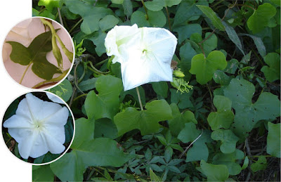 Ipomoea alba