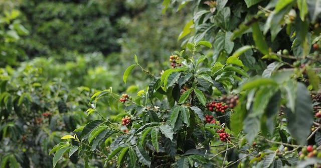 PARTS OF COFFEE PLANT AND COFFEE CHERRY