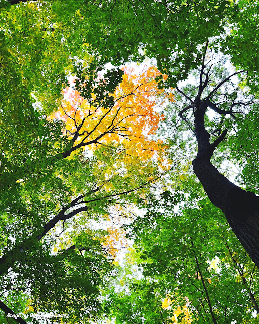 The leaves of the tree canopy at Mangan Woods create a beautiful autumn rainbow.