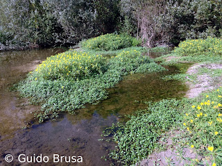 Ludwigia hexapetala