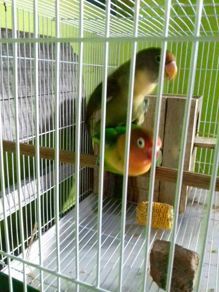 Cara Agar Lovebird Cepat Bertelur - Peternakan Dan Perkebunan