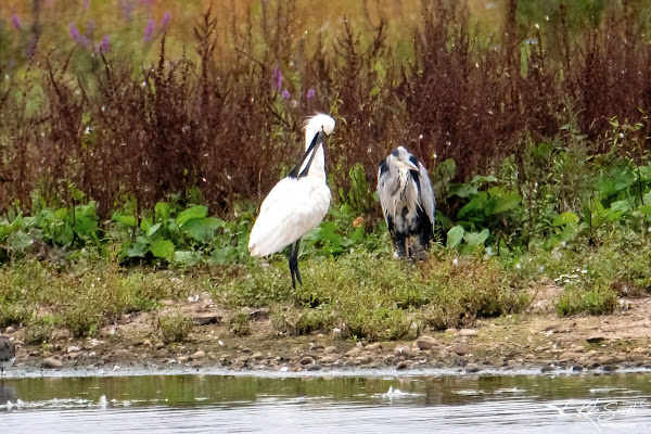 Spoonbill