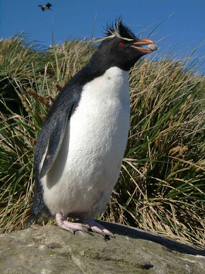 Pingüino de penacho amarillo Eudyptes chrysocome