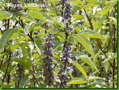 Ocimum gratissimum