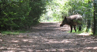 wild zwijn in de Roekel