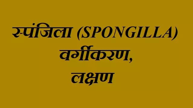 स्पंजिला (spongilla) स्पंज क्या है: वर्गीकरण, लक्षण, चित्र|hindi