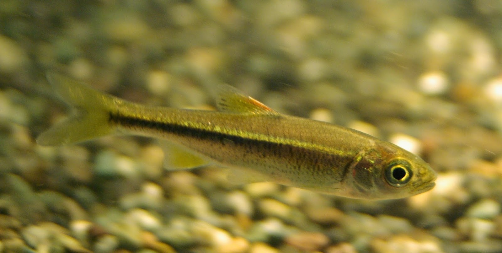 東京淡水魚図鑑 カワムツ コイ科オイカワ属