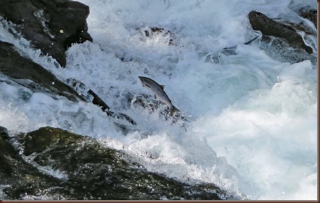 Cooper Landing AK8-8 Aug 2018