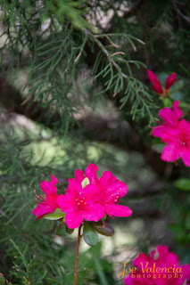 Unedited, RAW, image of azalea blossoms