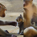 Adorable Video Shows Monkey Caring For an Orphan Kitten