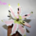 <center>TUTORIAL DE FLORES V: LIRIO</center>