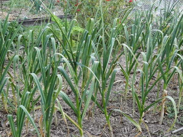 Growing great garlic
