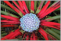 29-10-2012_11_18_41_0302-LoganBotGardens 29-10-2012_11_18_41_0302-LoganBotGardens