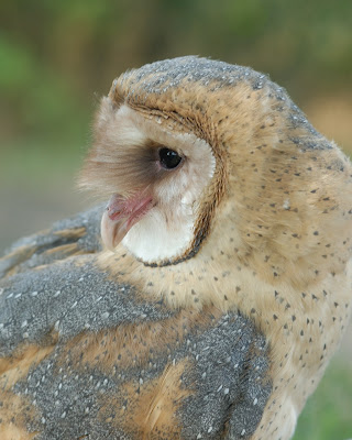 Barn Owl