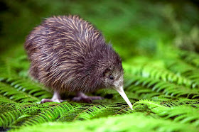 Funny animals of the week - 3 January 2014 (40 pics), baby kiwi
