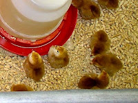 Baby Chicks Drink Water