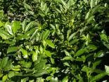 tea plants