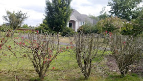 A small portion of the Kekels' mansion off   145th Ave. and 224th St. in Graham, WA is   visible through the shroud of shrubs.  If they are doing right, why do they hide so much?  DEMAND FULL FINANCIAL DISCLOSURE FROM YOUR NON-PROFIT.