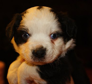 Bergamasco Shepherd Puppies