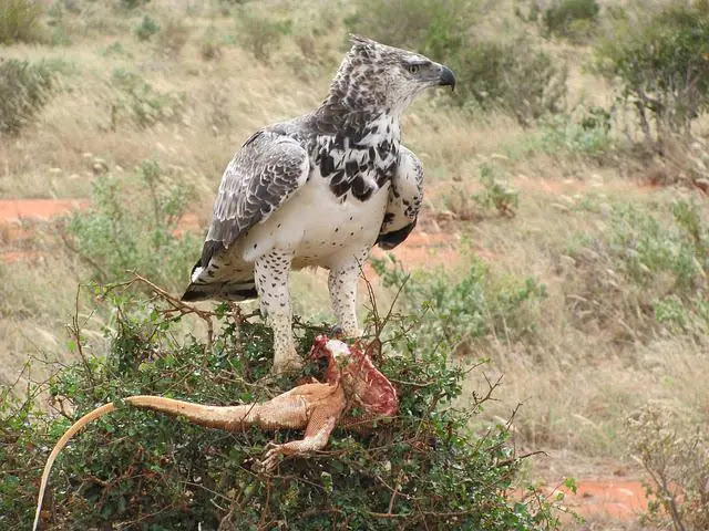 Top 9 biggest eagles in the world