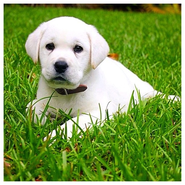 cute pictures of puppies