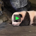 The first steps of a baby panda