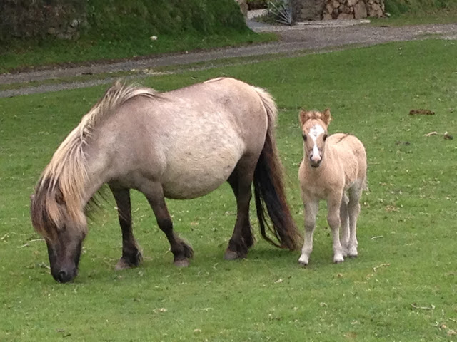 Dartmoor Pony