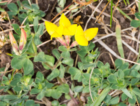 Common Bird's-foot Trefoil, Lotus corniculatus.  Hayes Churchyard.  4 May 2015.