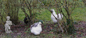 Silkie hens and rooster in a garden.  Indre et Loire, France. Photographed by Susan Walter. Tour the Loire Valley with a classic car and a private guide.