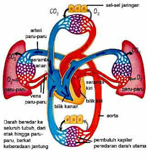 Jangan Menyerah Lemah pada Katup Jantung 