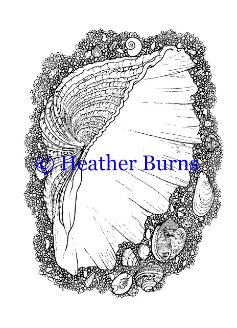 Clam Shell Coloring page