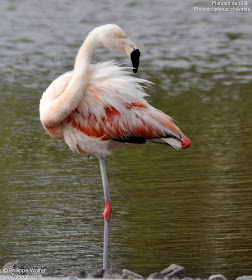 flamenco austral Phoenicopterus chilensis Flamencos de Argentina