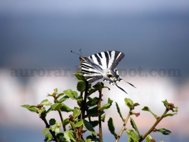 Família: Papilionidae; Espécie: Iphiclides feisthamelii ou Iphiclides podalirius