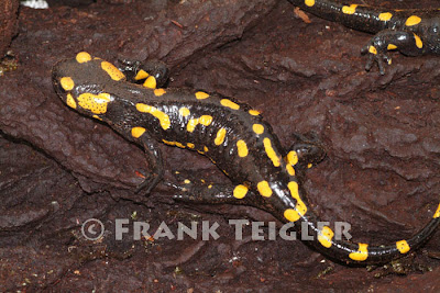 Salamandra común, Salamandra salamandra